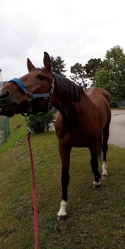 Clinique Equine Champ Perier Selarl, Clinique Vétérinaire à Neyron
