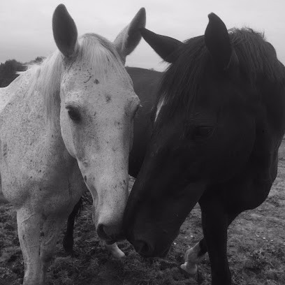 Diane LIENASSON vétérinaire équin et canin (chevaux, chats, chiens), Clinique Vétérinaire à Monsaguel