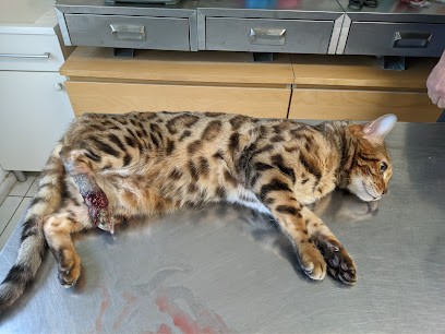 CLINIQUE VETERINAIRE MOLIERE - Dr Berranen, Clinique Vétérinaire à Vigneux-sur-Seine