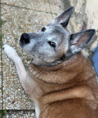 Clinique Veterinaire Des Sables, Clinique Vétérinaire à Flines-lez-Raches
