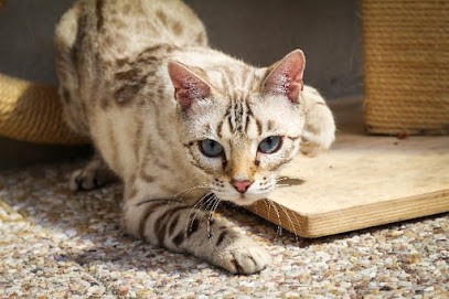 Cabinet vétérinaire du Dr DUPRAT Sophie, Clinique Vétérinaire aux Pavillons-sous-Bois