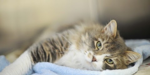 CLINIQUE VETERINAIRE VETOMAX, Clinique Vétérinaire à Saint-Maximin