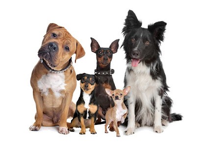 Masseur Canin, Windy MESSIKA, Clinique Vétérinaire à Solliès-Pont