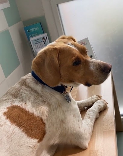 Veterinary Clinic Lonchay Soete, Clinique Vétérinaire à Saint-Nicolas-d'Aliermont