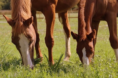 Vétérinaire Equin Sara Marcelin, Clinique Vétérinaire à Theizé