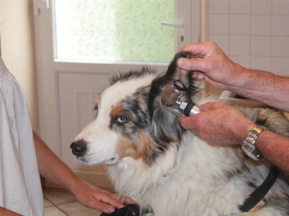 Gibert Philippe, Clinique Vétérinaire à Saint-Pierre-d'Albigny