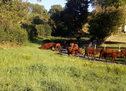 VET'HAUT FOREZ, Clinique Vétérinaire à Saint-Just-en-Chevalet
