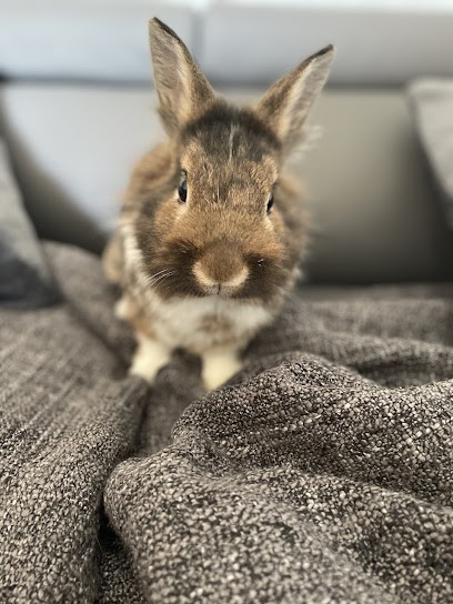Vet Clinic Molinel, Clinique Vétérinaire à Marcq-en-Baroeul