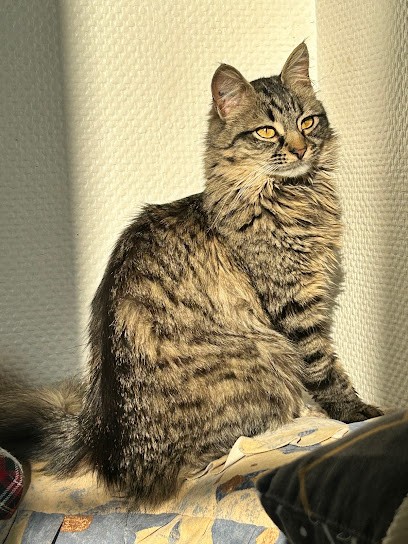 Cabinet Vétérinaire De La Neuve Ville, Clinique Vétérinaire à Laneuveville-devant-Nancy
