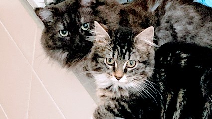 Veterinary Clinic Santévéto, Clinique Vétérinaire à Pantin