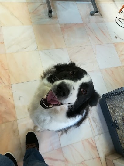 Clinique Vétérinaire d'Épône, Clinique Vétérinaire à Épône