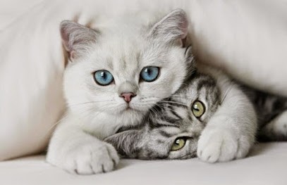 Cabinet Vétérinaire Champmesnil, Clinique Vétérinaire au Mesnil-Saint-Denis