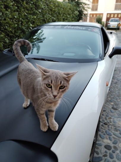 Clinique Veterinaire Les Cedres, Clinique Vétérinaire à Valence