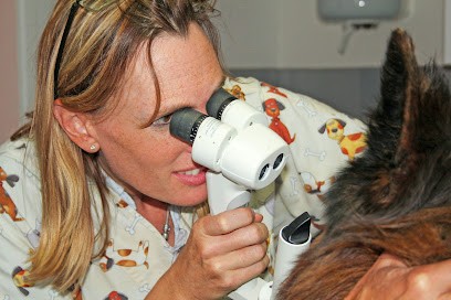 Chirurgie Cataracte Chien, Clinique Vétérinaire à Ondres