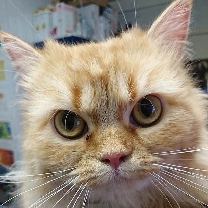 Bonarelli Philippe, Animal Hôpital Sainte Catherine, Clinique Vétérinaire à Vannes