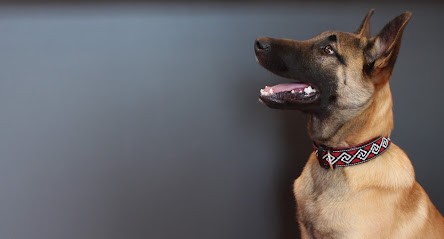 Veterinary Clinic Proxivet, Clinique Vétérinaire à Mondeville
