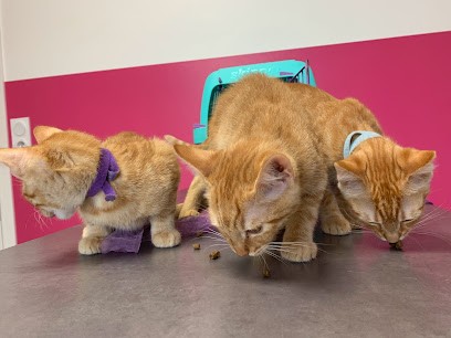 Petvetclinic Santeny, Clinique Vétérinaire, Clinique Vétérinaire à Santeny