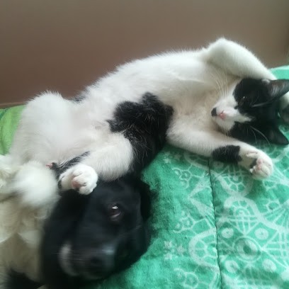 Cabinet vétérinaire du Dr Chaurand, Clinique Vétérinaire à Noisy-le-Sec