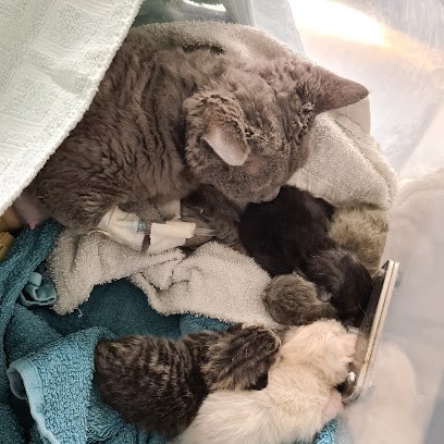 Veterinary Clinic Du Vernet, Clinique Vétérinaire à Vernet