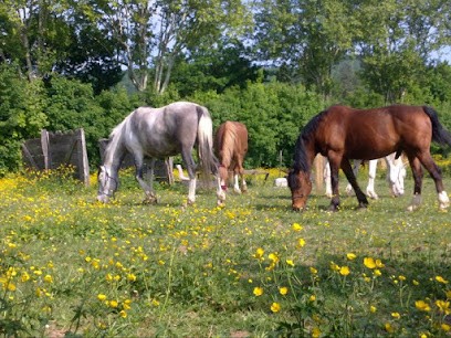 Lea Alvaro Dentiste Chevaux - Equin, Clinique Vétérinaire à Quincieux