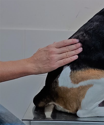 Apatx - Haizea Isasa - Urruña, Clinique Vétérinaire à Urrugne