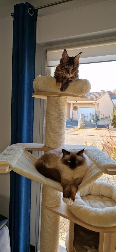 Veterinary Clinic De La SEILLE, Clinique Vétérinaire à Nomeny