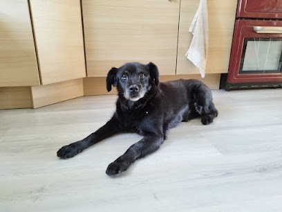 Clinique Veterinaire De La Salamandre, Clinique Vétérinaire à Saverne