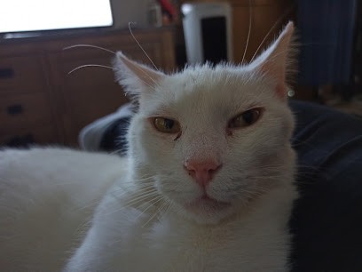 Cabinet Vétérinaire Univet Du Chat Mousset, Clinique Vétérinaire à Saint-Laurent-de-Chamousset