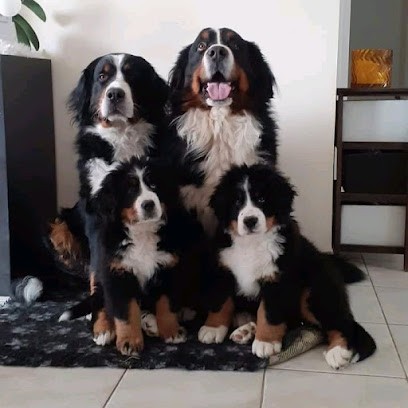 Veterinary clinic Rochettes, Clinique Vétérinaire à Montaigu