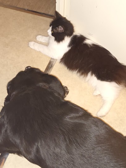 Cabinet Veterinaire Du Haut Lignon, Clinique Vétérinaire au Chambon-sur-Lignon