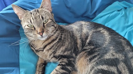 Biven Vincent, Clinique Vétérinaire à Sarcelles