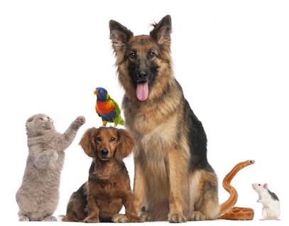 Mountain Veterinary Clinic, Clinique Vétérinaire à Sarreguemines