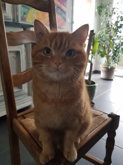 Cabinet Vétérinaire d'Houtaud, Clinique Vétérinaire à Houtaud