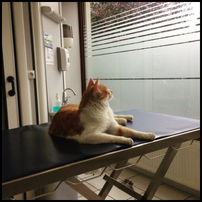 Arcades Veterinary clinic, Clinique Vétérinaire à Villefranche-sur-Saône