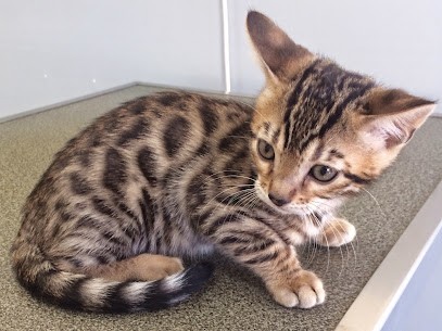 Doctors Veterinary Clinic Pagé and Tual, Clinique Vétérinaire à Maurepas