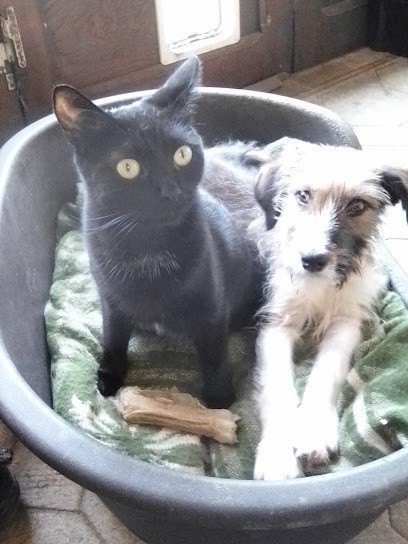 Clinique du Terrier Blanc, Clinique Vétérinaire à Montmorillon