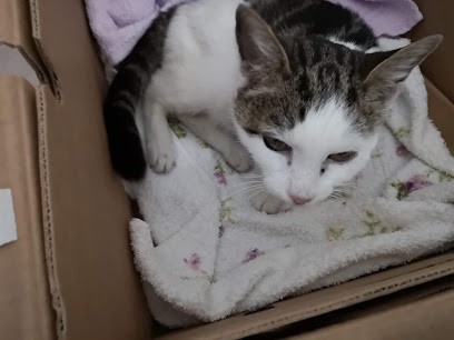 SCP Montzieux - Docteur Veterinaire, Clinique Vétérinaire à Loire-Authion