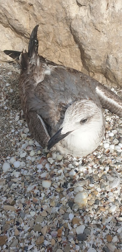 CLINIQUE VETERINAIRE DU RAUMARTIN, Clinique Vétérinaire à Marignane