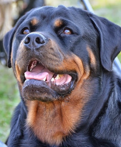 Clinique Vétérinaire du Docteur Noël Catherine, Clinique Vétérinaire à Mitry-Mory