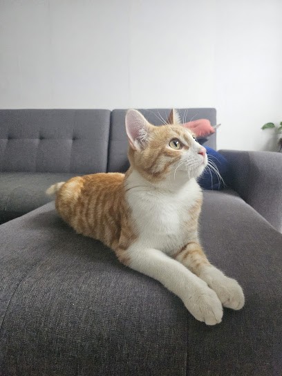 Veterinarian Dr. Noetzel Cabinet, Clinique Vétérinaire à La Courneuve