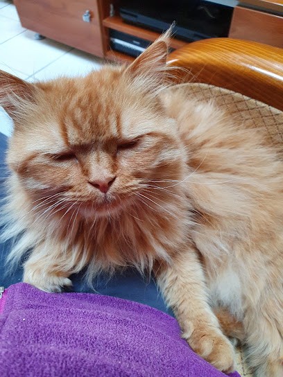 Clinique Vétérinaire Neuilly-Gagny, Clinique Vétérinaire à Neuilly-sur-Marne