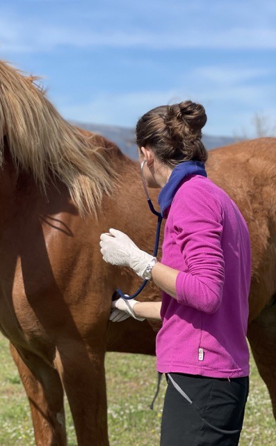 SCP Equivet Provence Vétérinaire Équin, Clinique Vétérinaire à Mane
