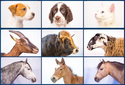Veterinarian Clinic Chambons, Clinique Vétérinaire à Pontgibaud