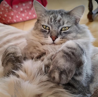 Clinique Vétérinaire Univet du Perray, Clinique Vétérinaire au Perray-en-Yvelines