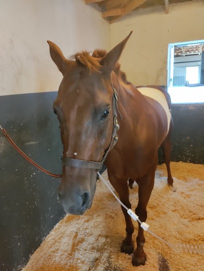 Clinique équine de Provence / Haras de la Trévaresse, Clinique Vétérinaire à Saint-Cannat