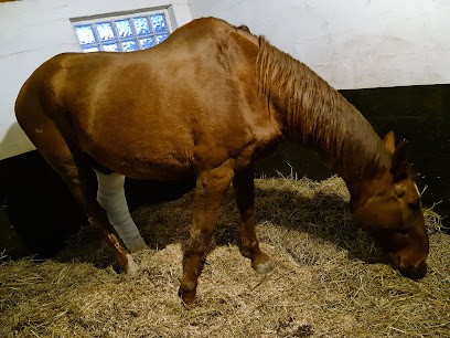 Veterinary Clinic Du Moulin, Clinique Vétérinaire à Truchtersheim